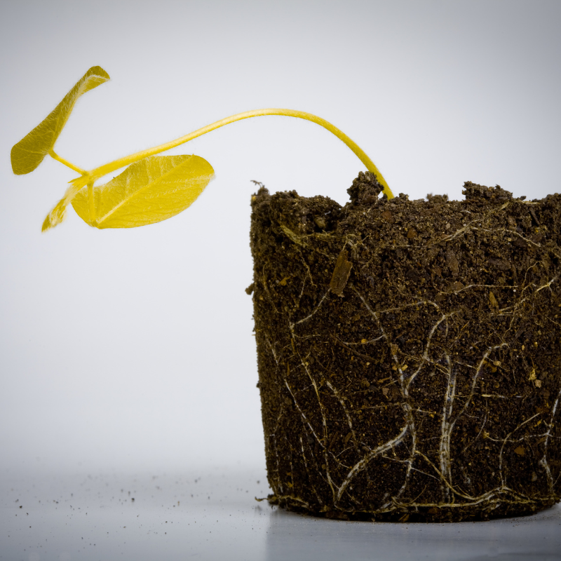 plante fané pour expliquer la chute de cheveu Image