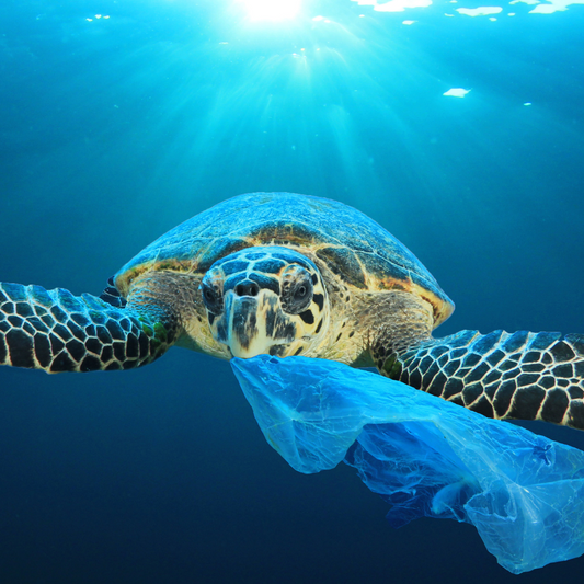 tortue avec du plastique dans la bouche